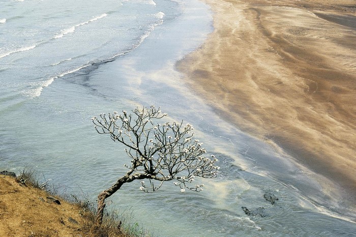 Tree on a cliff overlooking a beach and ocean