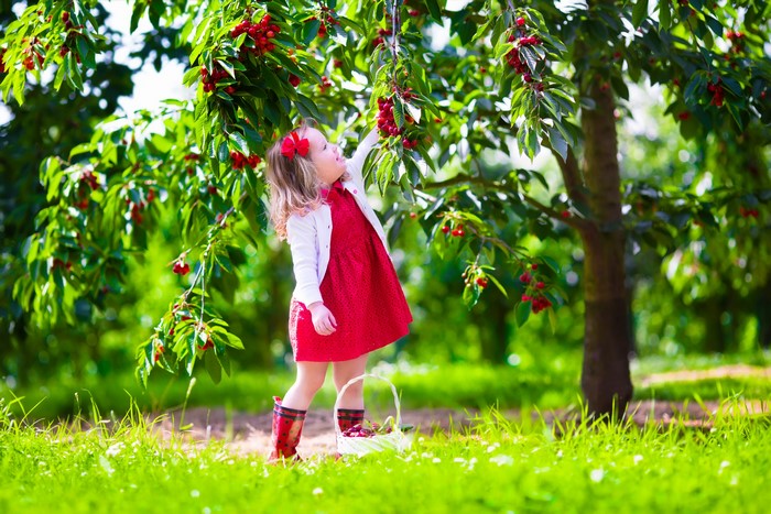 Little girl picking cherries in a garden
