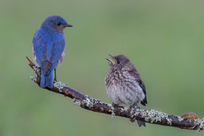 Two bluebirds on a branch