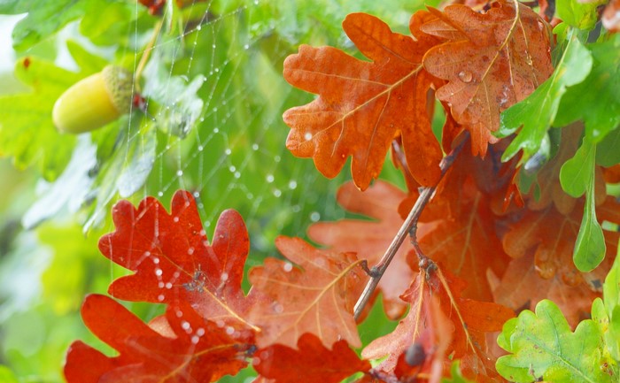 Oak leaves and acorn with spider web