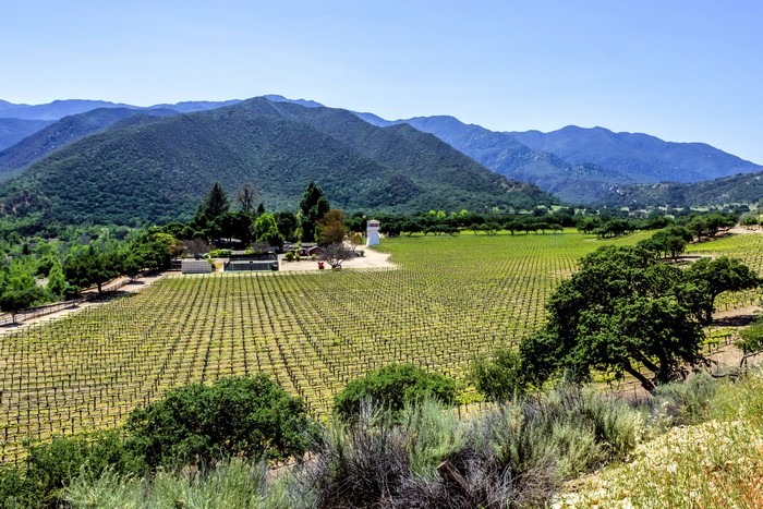 Vineyard in Monterey County, California with Mountains