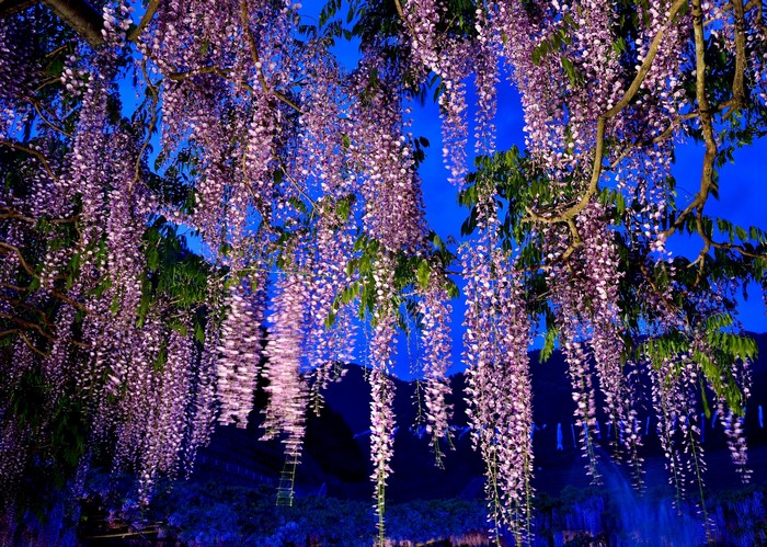 Purple Wisteria Flowers Hanging from Branches at Night