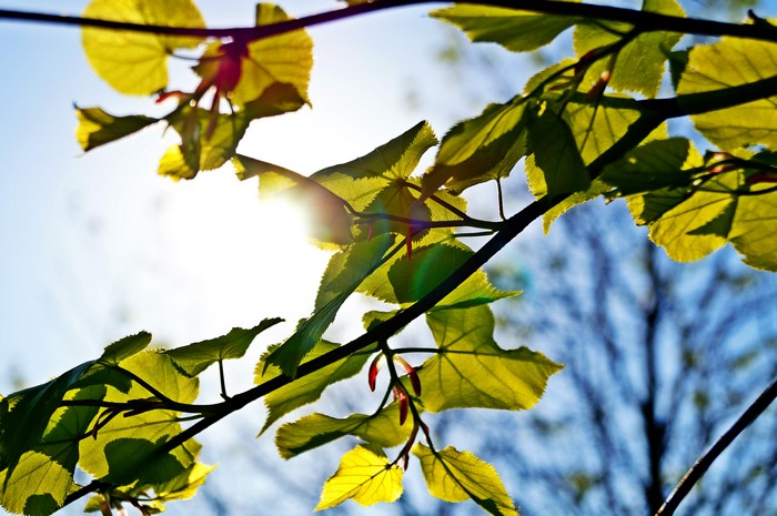 Sunlight through green foliage on branches