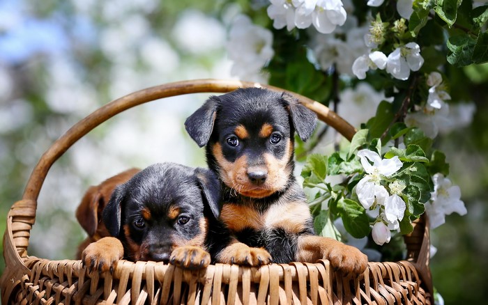 Two Rottweiler puppies in a wicker basket