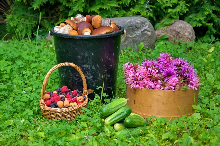 Harvest of mushrooms, berries, cucumbers, and flowers