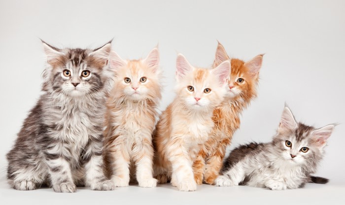 Five Maine Coon Kittens Posed on a White Background