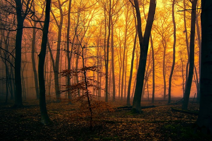 Autumn forest with golden light and fog