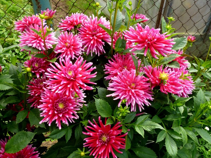 Pink Dahlias in a Garden