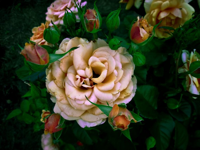 Close-up of a peach-colored rose with buds