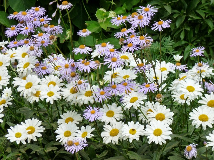 White and purple daisies in a garden