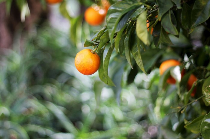 Orange fruit on a branch with green leaves