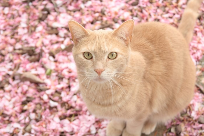 Orange cat sitting on pink flower petals