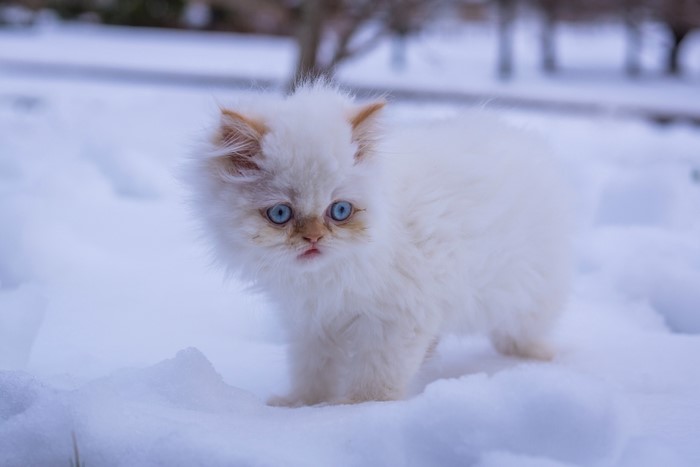 Fluffy white kitten with blue eyes in the snow
