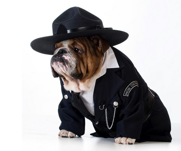 Bulldog in a police uniform and hat