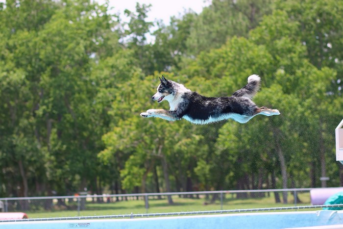 Border Collie dog jumping into a pool