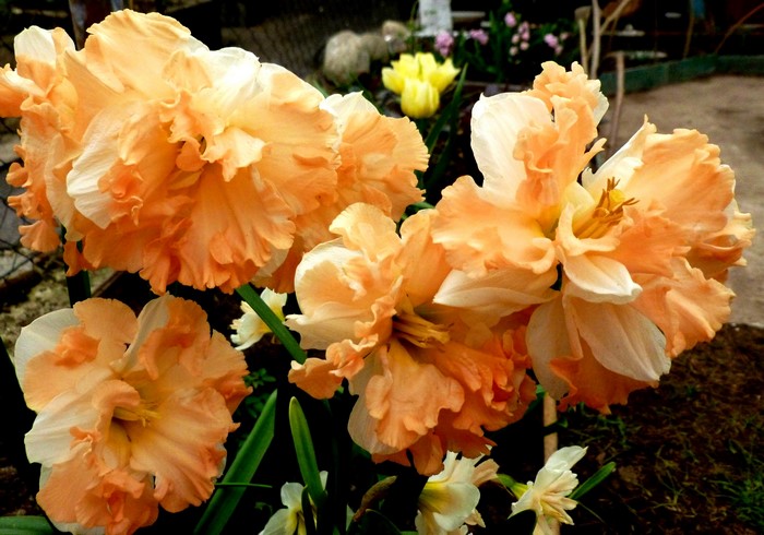 Close-up of ruffled orange and white daffodils