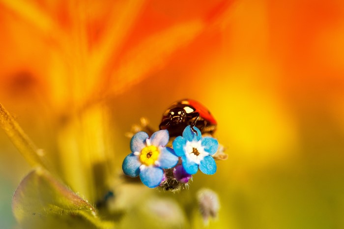 Ladybug on blue flowers with orange background