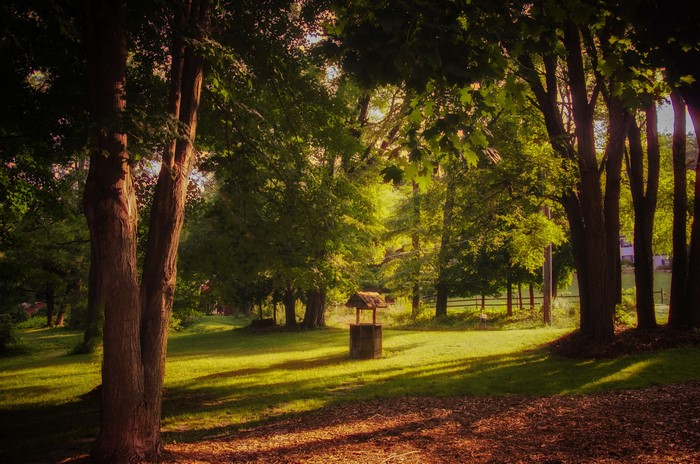 A well in a sunlit park surrounded by trees