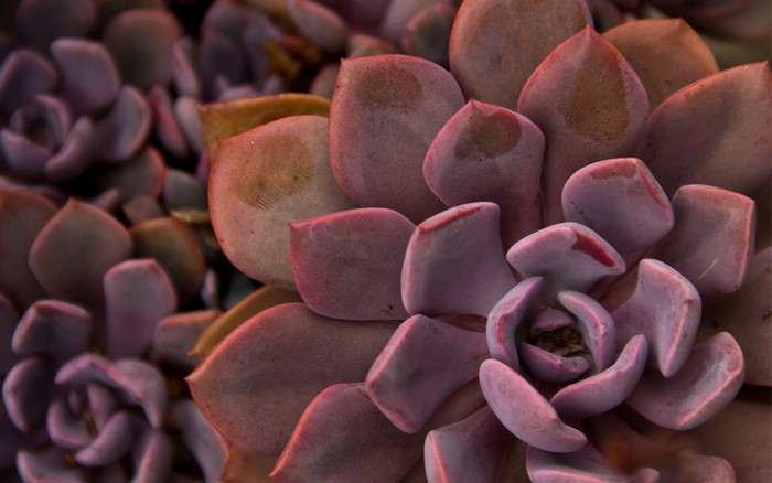 Close-up of a purple succulent plant