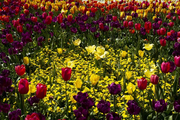 4K Tulips and Pansies Field