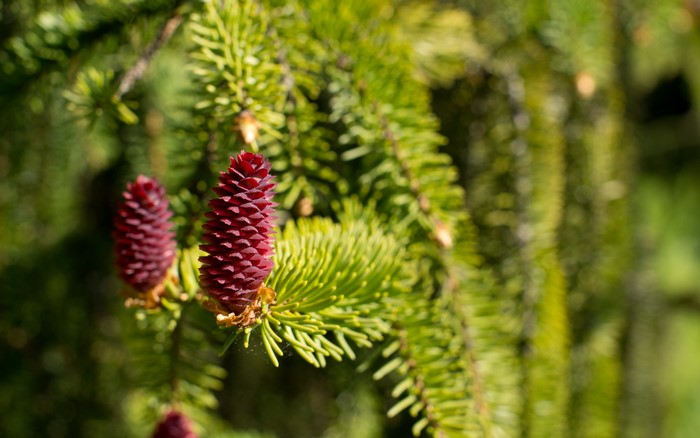 Close-up of red spruce cones on a branch