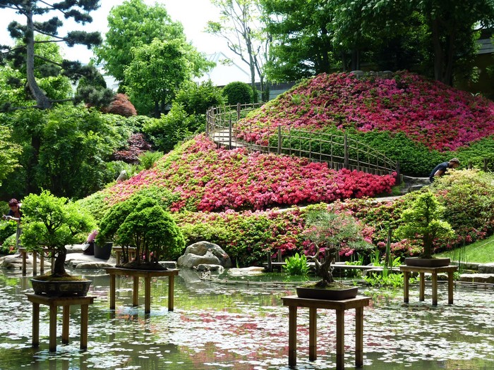 Japanese Garden with Bonsai Trees and Flowering Hillside