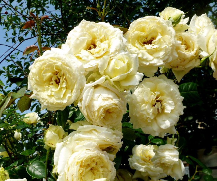 Cluster of creamy white roses in bloom