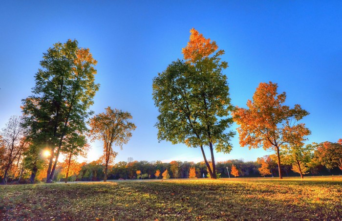Autumn trees in a park with blue sky