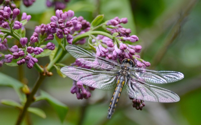 Dragonfly on purple lilac flowers