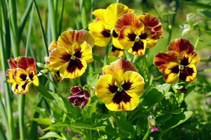 Yellow and burgundy pansies in a garden