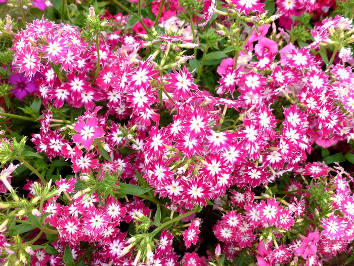 Close-up of pink and white Phlox flowers