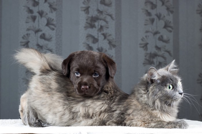 Chocolate Labrador puppy on a fluffy cat