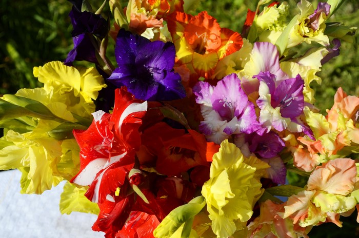 4K Gladioluses Closeup