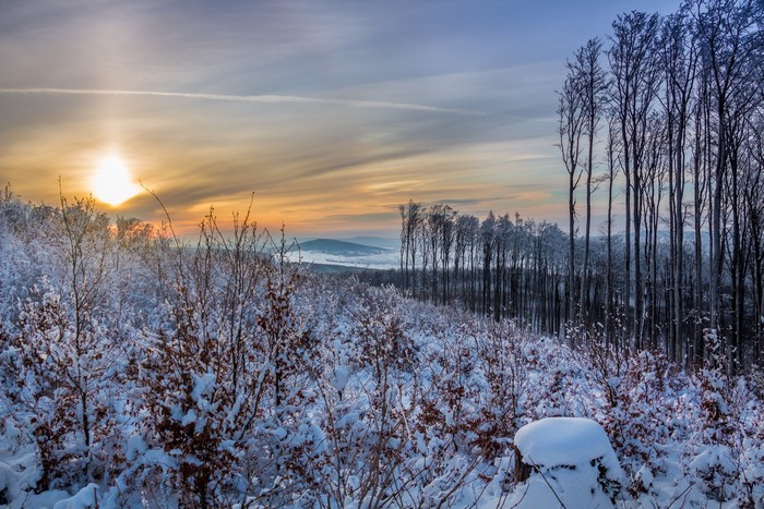 Winter forest at sunrise with snow-covered shrubs