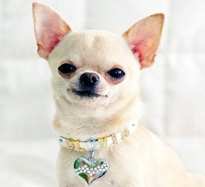 Chihuahua wearing a jeweled collar with a heart tag