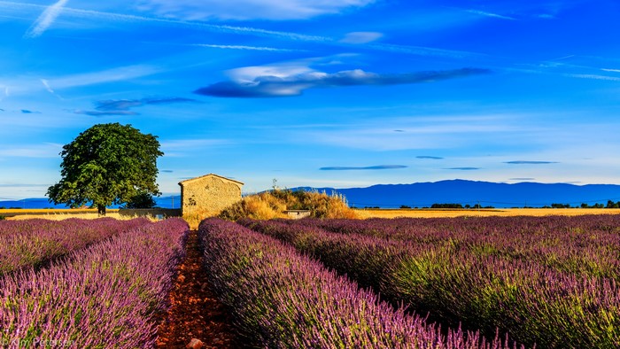 Lavender Fields in Provence, France