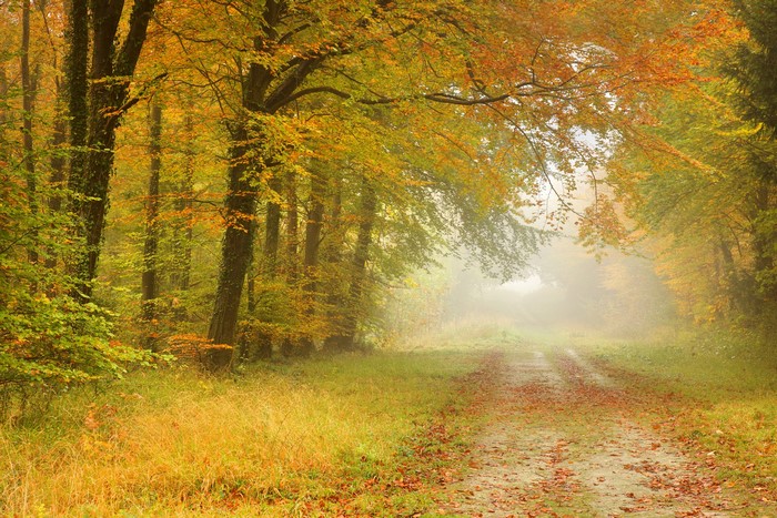 Autumn forest road with fog and fallen leaves