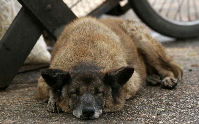 A brown dog sleeping on the ground