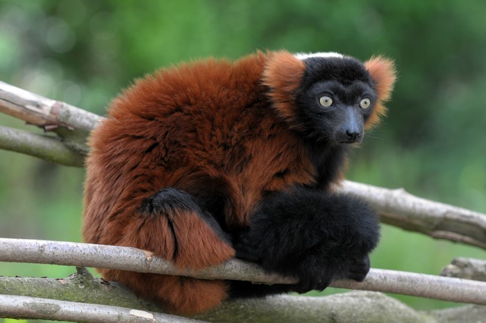 Red Ruffed Lemur on Branches