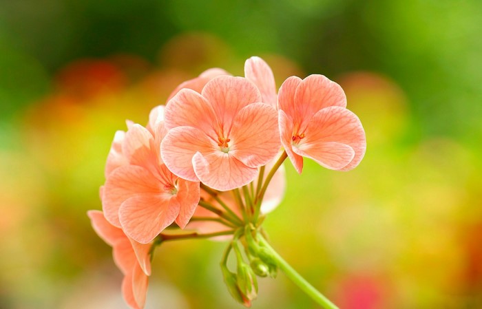 Close-up of pink Geranium flowers