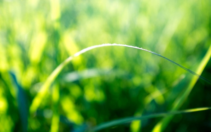 Closeup of grass with dew drops