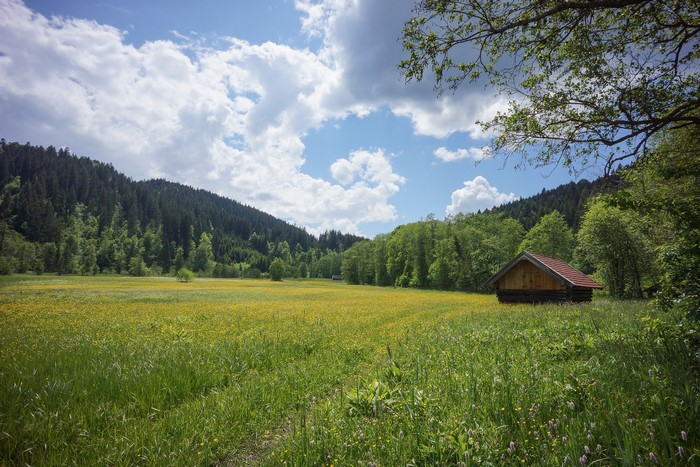 Wooden cabin in a field of yellow flowers in Bavaria