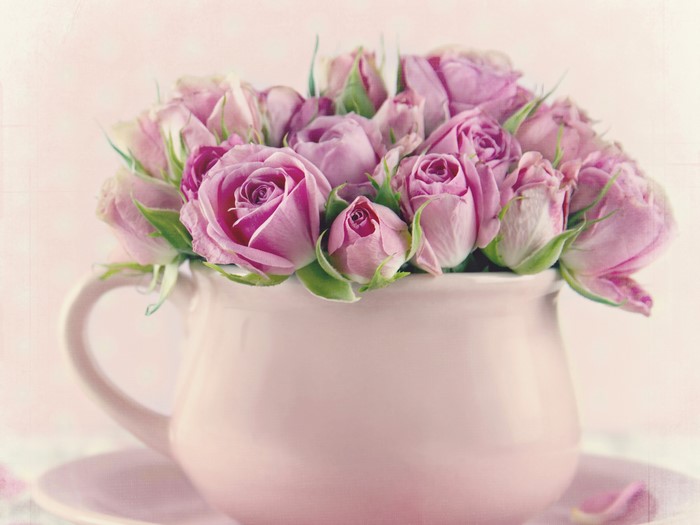 Pink Roses in a Pink Teacup