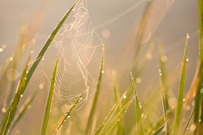 Spider web on grass with dew drops