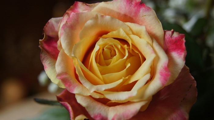 Close-up of a bi-colored rose