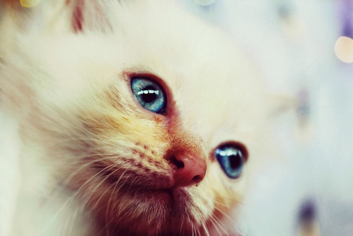 Close-up of a white kitten with blue eyes