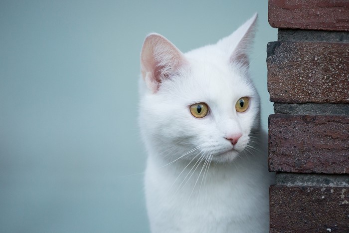 White cat peeking from behind a brick wall