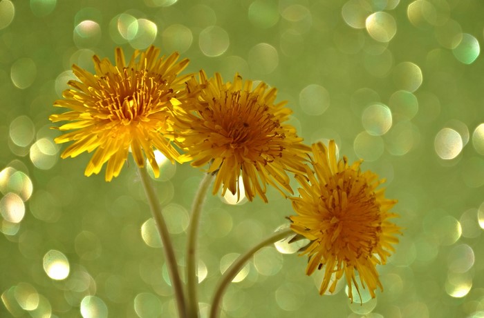Three yellow dandelions with bokeh background