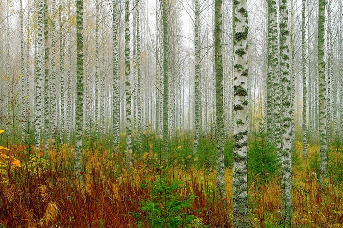 Birch forest in autumn with colorful undergrowth