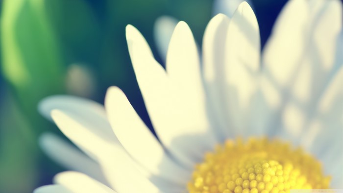 Close-up of a white chamomile flower with yellow center